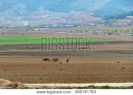 North Korea - April 30, 2019: Countryside Scene. Peasant Man Plowing A Agricultural Field With Ox At