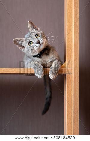 Funny Gray Kitten Sitting On Top Of Furniture. The Kitten Is Looking At The Camera. Shallow Depth Of