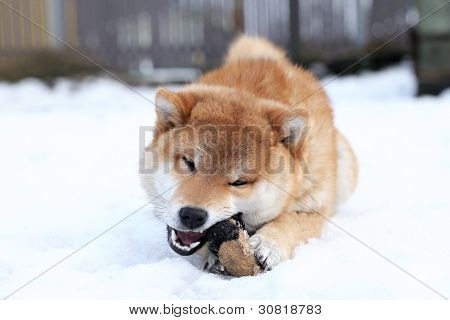 Shiba Inu Hund mit einem Spielzeug spielen