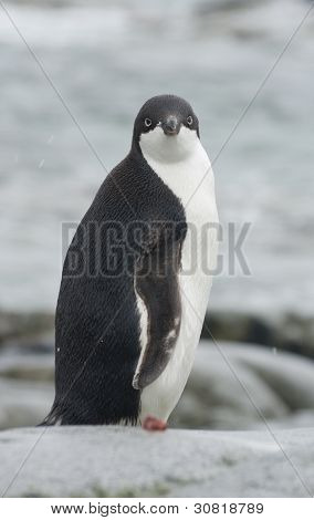 若いアデリー ペンギン、海の背景は。