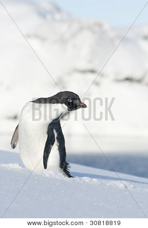 アデリー ペンギン