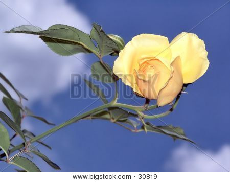 Rose In The Sky