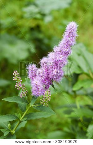 Closeup Of Flowering Willow-herb (spiraea Salicifolia) In The Garden