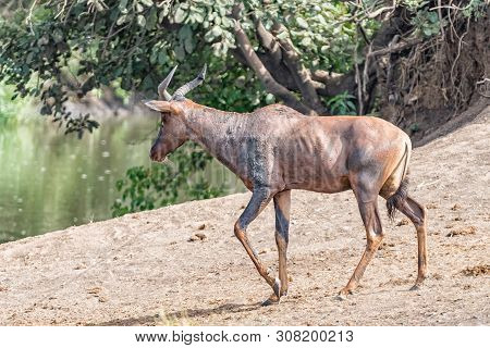 A Tsessebe, Damaliscus Lunatus, Walking Next To A River