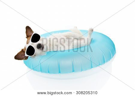 Puppy Dog Summer Vacations. Jack Russell Dog Sunbathing With Blue Air Float Pool On Holidays. Isolat