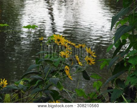 Jerusalem Artichoke ( Helianthus Tuberosus ) Flower. River Ibar, Serbia.