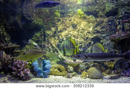 Fish Swimming In Aquarium