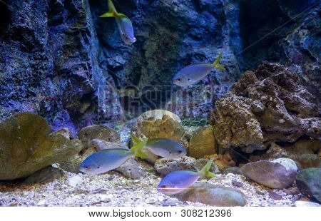 Fish Swimming In Aquarium