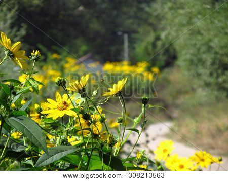 Jerusalem Artichoke ( Helianthus Tuberosus ) Flower. River Ibar, Serbia.