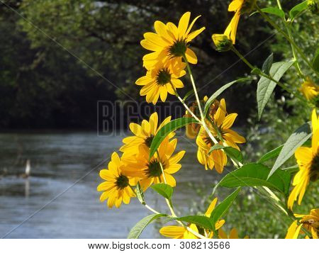 Jerusalem Artichoke ( Helianthus Tuberosus ) Flower. River Ibar, Serbia.