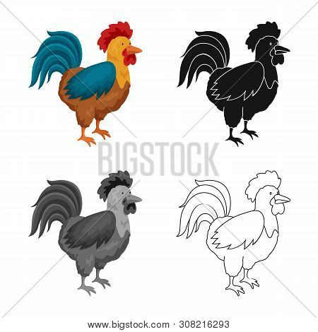 Vector Illustration Of Cock And Bird Sign. Collection Of Cock And Husbandry Stock Symbol For Web.