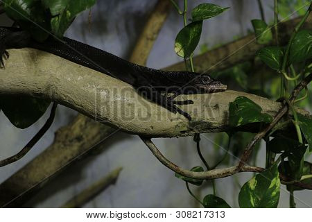 Varanus Beccarii, Also Known As Black Tree Monitor