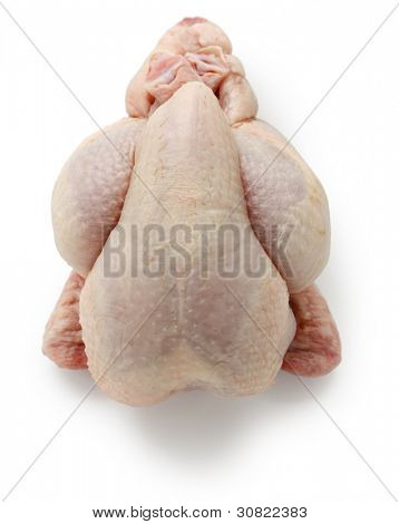 Poussin, jonge kip