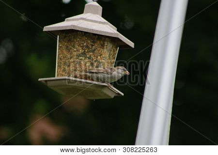 House Sparrow With Suet Pellet In Bill On Bird Feeder