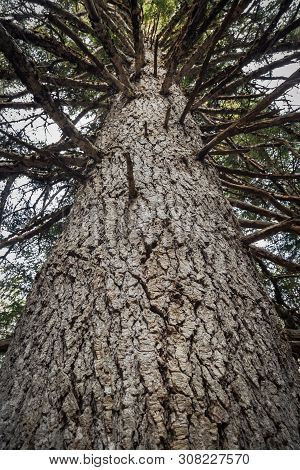 Mountain Pine Tree In A Spanish Pyrenees