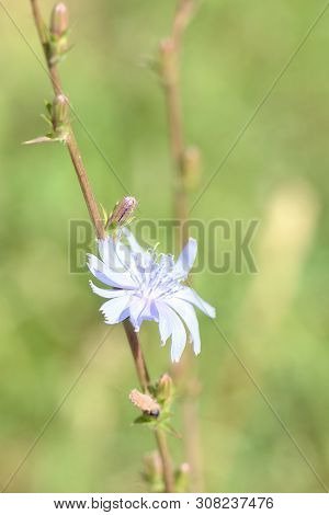 Chicory Flower On The Lawn On A Sunny Summer Day Close-up