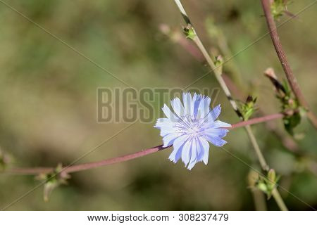 Chicory Flower On The Lawn On A Sunny Summer Day Close-up