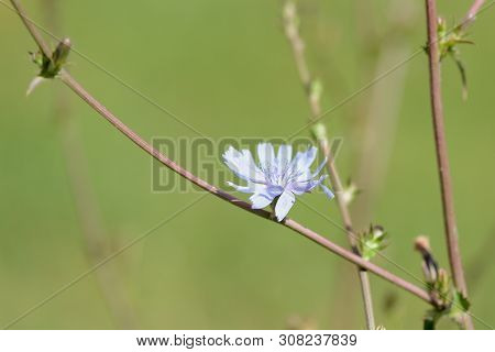 Chicory Flower On The Lawn On A Sunny Summer Day Close-up