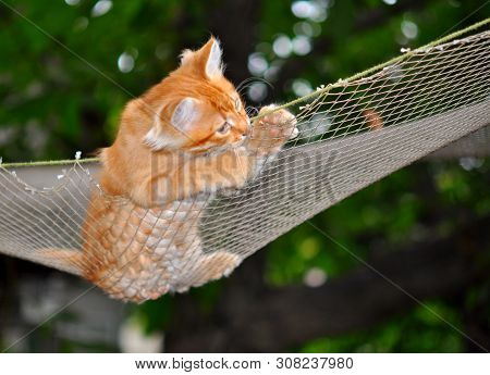 Ginger Kitten Playing In A Hammock On The Background Of Summer Greens.