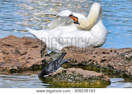 Swan And Dove On The Stones In The Park. Swan Cleans Feathers.