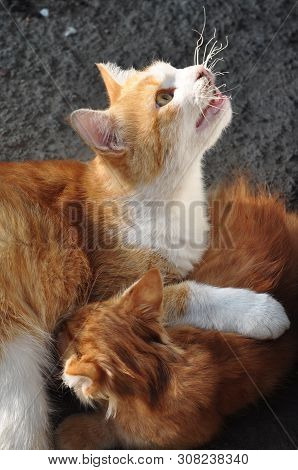 Red-haired Mummy Cat With A Red Kitten Basking In The Sun.