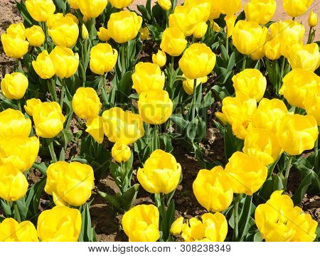 The Plot Is Planted With Blooming Bright Yellow Tulips. Spring, Sunny Day.