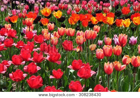 The Plot Is Planted With Blooming Bright Tulips Of Different Varieties. Spring.