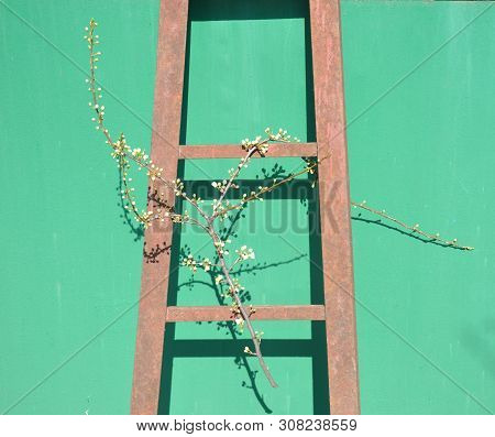 Old Rusty Staircase, Which Caught A Branch Of Apple Trees With Buds, On A Green Background. Sunny Sp