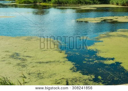 Blue River Water With Green Duckweed Lemna Plants. Ecology Problems Or Wildlife Nature Landscape