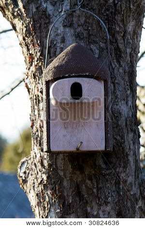 Birdhouse su un albero di mele, close up