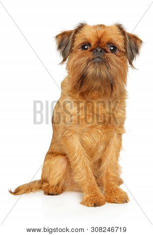 Portrait Of A Young Brussels Griffon Sits On White Background. Animal Themes