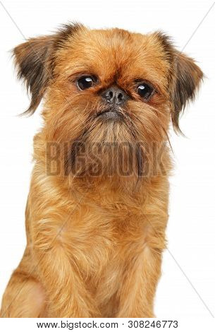 Close-up Of A Brussels Griffon, Isolated On White Background. Animal Themes, Front View