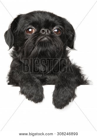 Black Bruxellois Griffon Dog Above Banner, Isolated On White Background, Front View