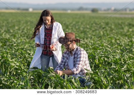 Satisfied Farmer And Woman Agronomist Checking Corn Quality In Field In Early Summer