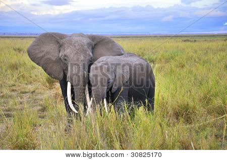 ELEFANT på Amboseli National Park