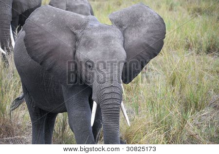 ELEFANT på Amboseli National Park