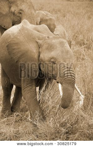 ELEFANT på Amboseli National Park