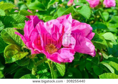 Closeup Of Pink Dogrose Or Briar Flower With Soft Focus. Macro View Of Flowering Rose Hips Of Briar 
