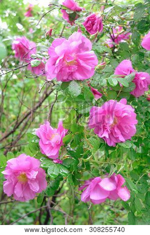 Shrub Of Pink Dogrose Or Briar Flowers With Soft Focus. Macro View Of Flowering Rose Hips Of Briar E