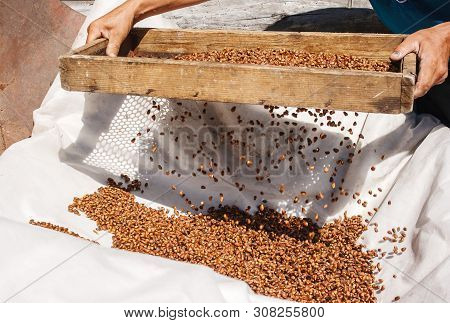 Man Sifting Cedar Nuts Through A Sieve In Siberian Village. Hands Closeup