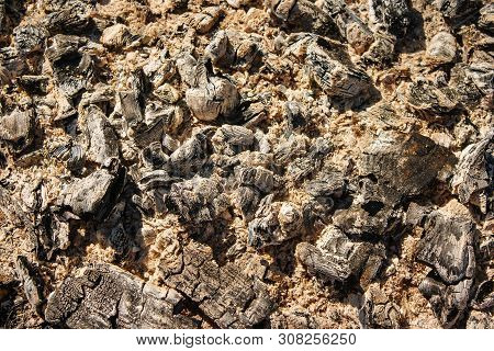 Ash Of Burnt Wood Outdoor With Sunlight Abstract Closeup