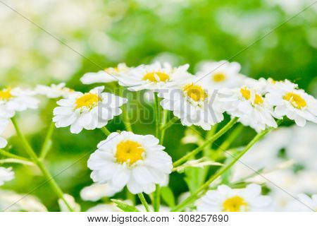 White And Yellow Flowers Of Feverfew Pyrethrum Or Tanacetum Corymbosum Or Chrysanthemum Parthenium C
