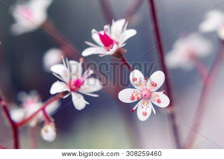 Blooming Flowers Of Saxifrage Umbrosa In The Summer Garden Close-up