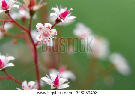 Blooming Flowers Of Saxifrage Umbrosa In The Summer Garden Close-up