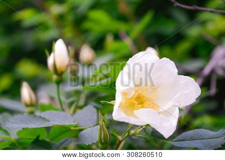 Closeup Of White Dogrose Or Briar Flower With Soft Focus. Macro View Of Flowering Rose Hips Of Briar