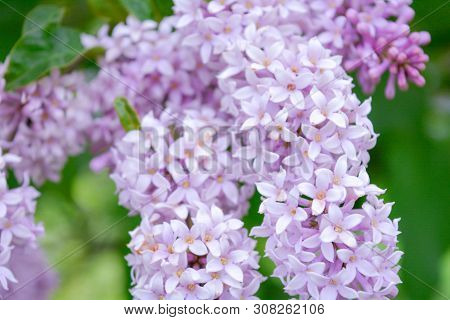 Lilac Shrub Flowers Blooming In Spring Garden. Common Lilac Syringa Vulgaris Bush. Close-up With Sof