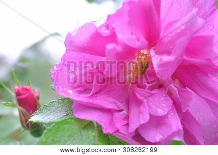 Closeup Of Pink Dogrose Or Briar Flower With Soft Focus. Macro View Of Flowering Rose Hips Of Briar 