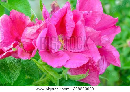 Closeup Of Pink Dogrose Or Briar Flower With Soft Focus. Macro View Of Flowering Rose Hips Of Briar 