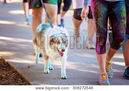 Dog With Fur Sprinkled With Colored Powder Walks On A Lead Amongst Legs In A Color Frenzy Fun Run