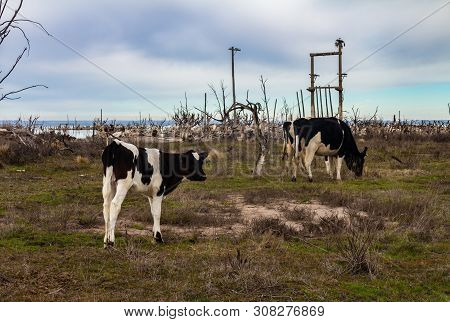 Cows In The Flooded City Of Epecuen. Cattle In The Ghost Town. Ruins In The Province Of Buenos Aires